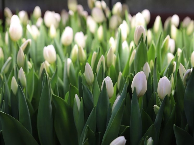 600 тысяч тюльпанов к празднику вырастили в «Горзеленхозе» Иркутска