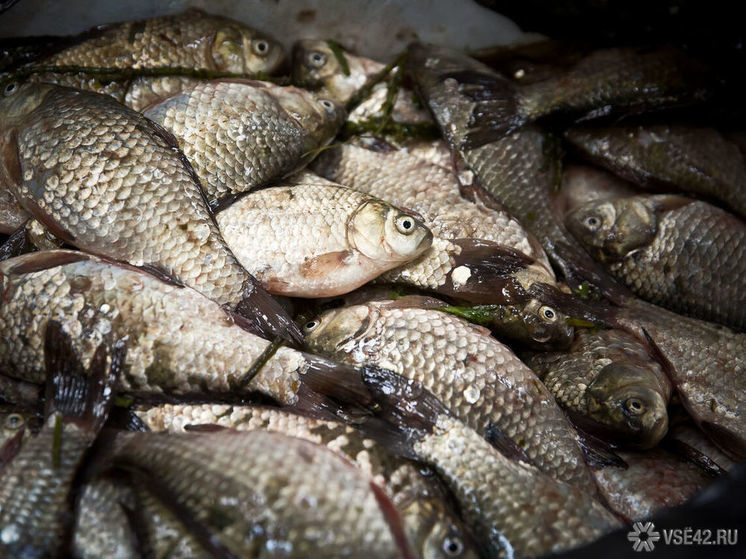В Кузбассе было изъято из оборота 71 кг опасной рыбы и морепродуктов