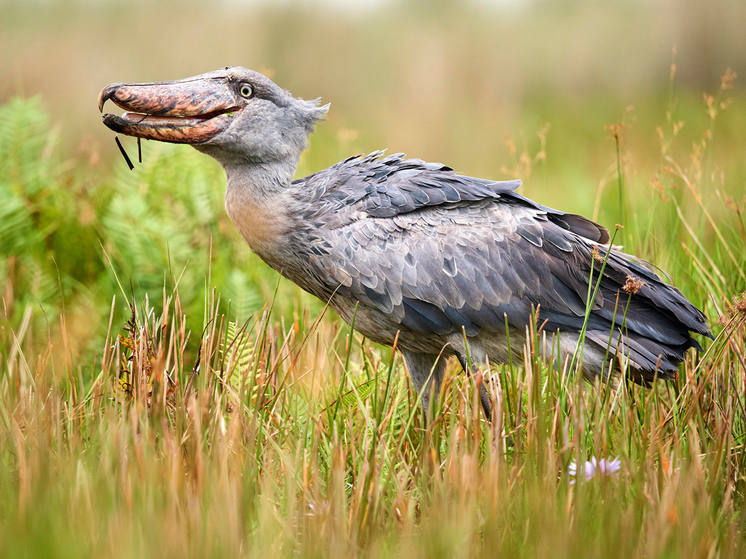 Редкая доисторическая птица размером с человека поедала детенышей крокодила