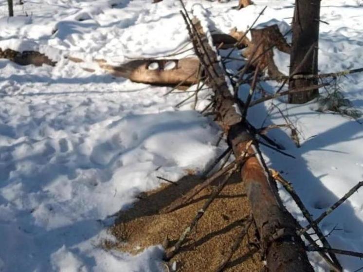 В Еврейской автономии диким животным помогают едой