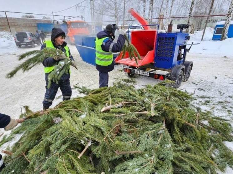 В Тамбове переработали 500 кубометров новогодних елок