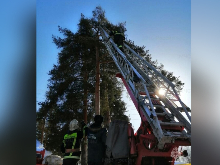 Костромским спасателям пришлось раздвинуть пожарную лестницу, чтобы снять с дерева кошку