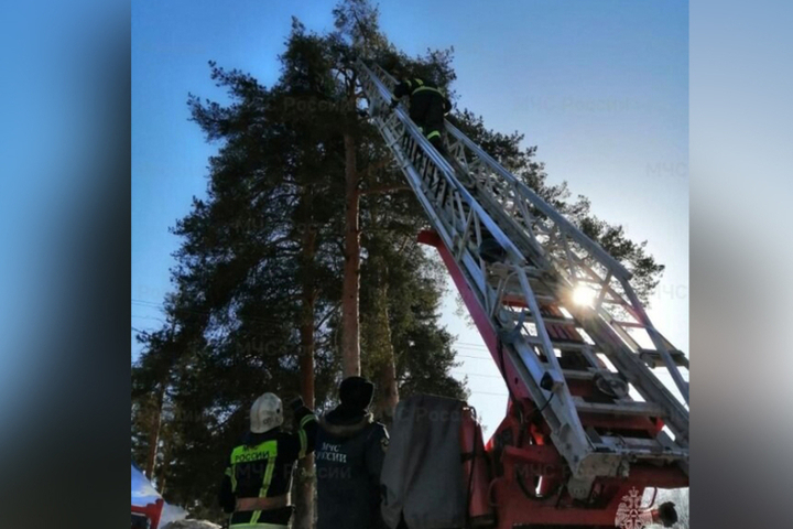 Костромским спасателям пришлось раздвинуть пожарную лестницу, чтобы снять с дерева кошку