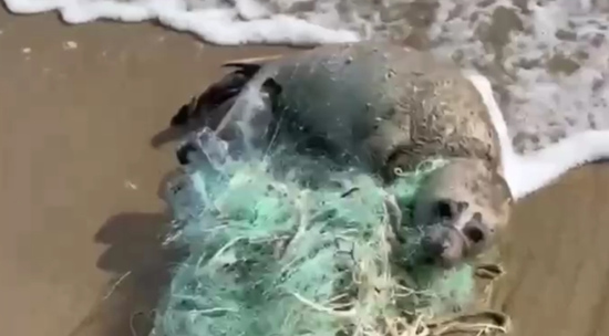 В Дагестане спасатели освободили от сети детеныша тюленя: видео