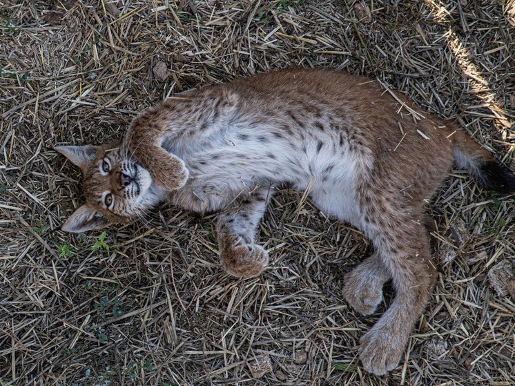 Кузбасский заповедник забил тревогу из-за вымирания вида диких кошек