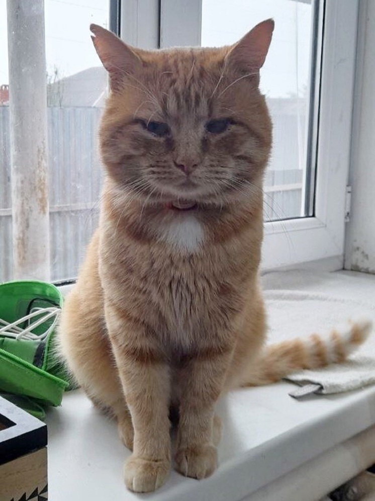 Благодаря соцсетям женщина из Краснодара нашла потерявшегося в ДТП на Ставрополье кота