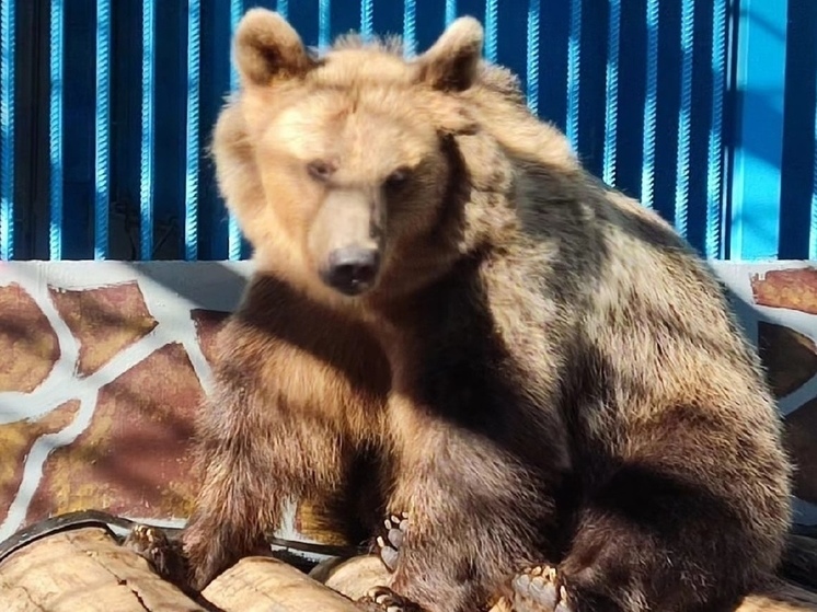 В Липецком зоопарке проснулась медведица Маша