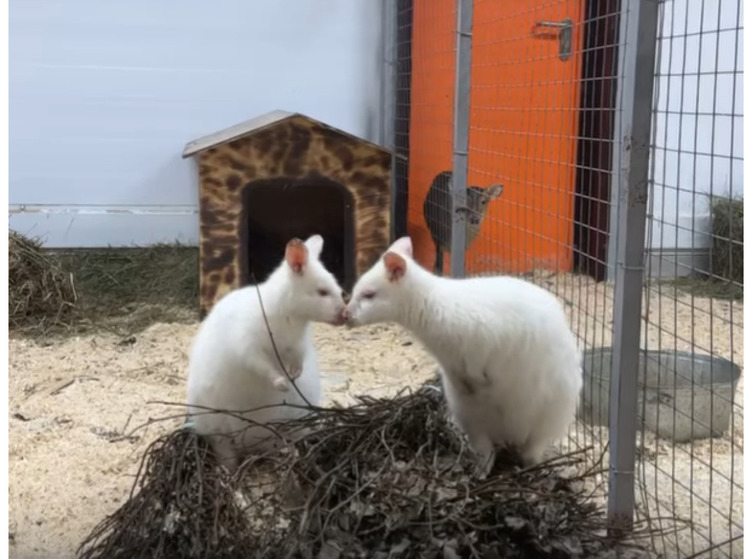 Трогательные белые кенгурята приехали жить в зоопарк в Карелию