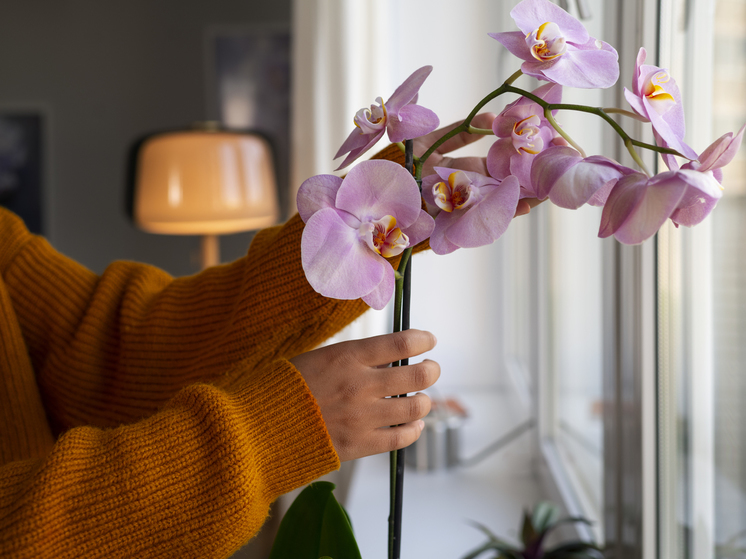 В Красноярск из Таиланда привезли более 50 тысяч орхидей к 8 марта