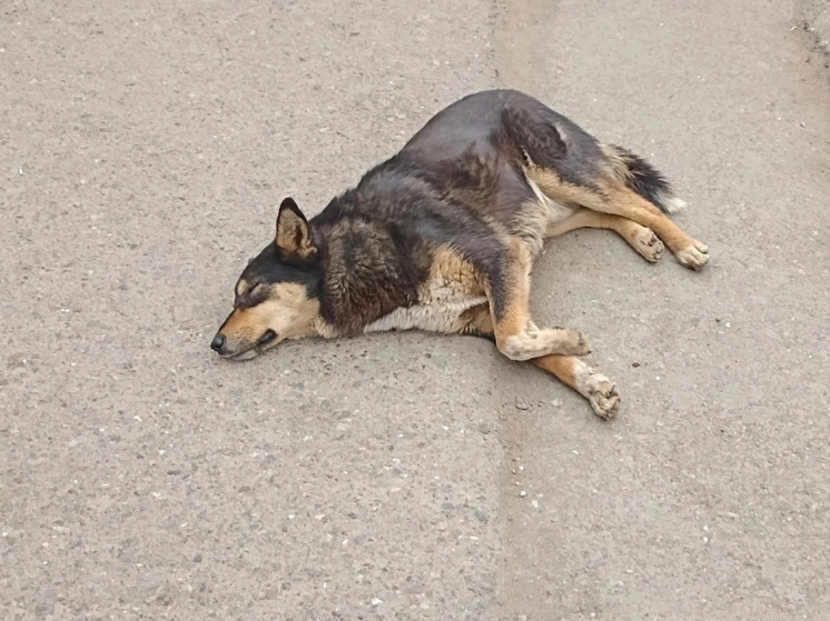 В Александровке собаку подстрелили из арбалета