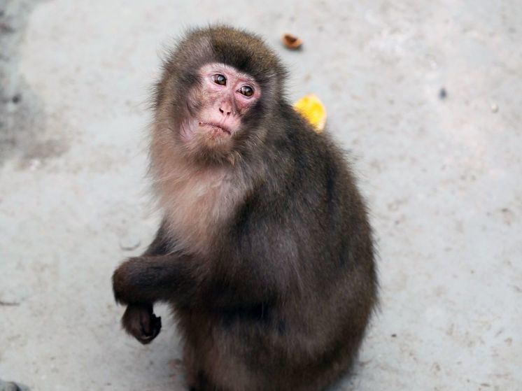 Врачи Подольска помогли девушке после укуса обезьяны
