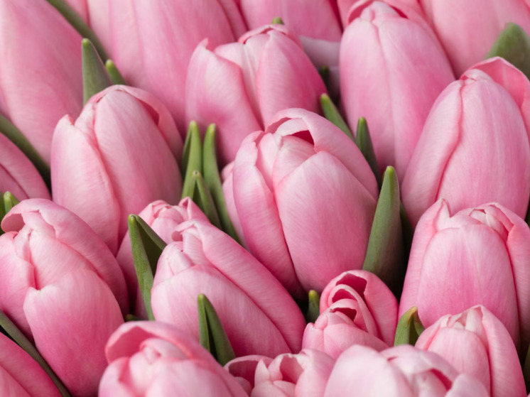 Жителям Карелии рассказали, как выбрать к 8 марта цветы, которые простоят долго
