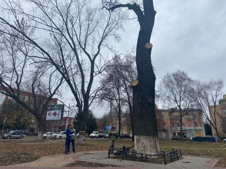 Чиновники ещё не определились, сколько готовы потратить на сохранение дуба на бульваре Победы в Орле