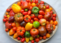 Март самое время для посадки на рассаду томатов различных сортов для открытого и закрытого грунта