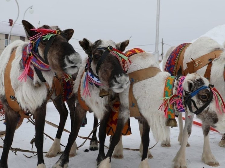 Олени, лошади и автобусы бесплатно отвезут гостей на День оленевода в Шурышкарском районе