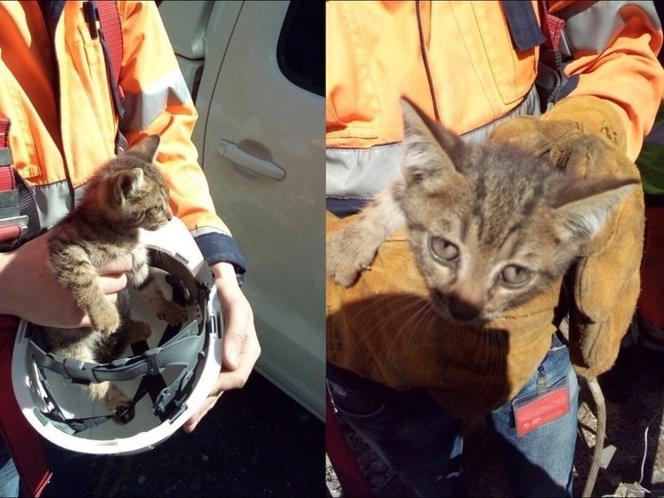 Котята и утки: сотрудники ЗСД рассказали о необычных находках на трассе