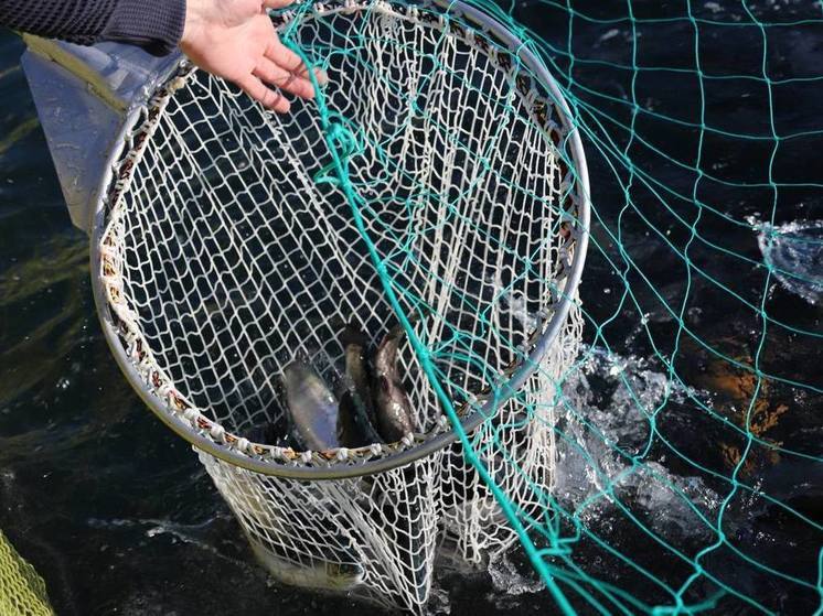 В Геленджике начали выращивать форель прямо в море