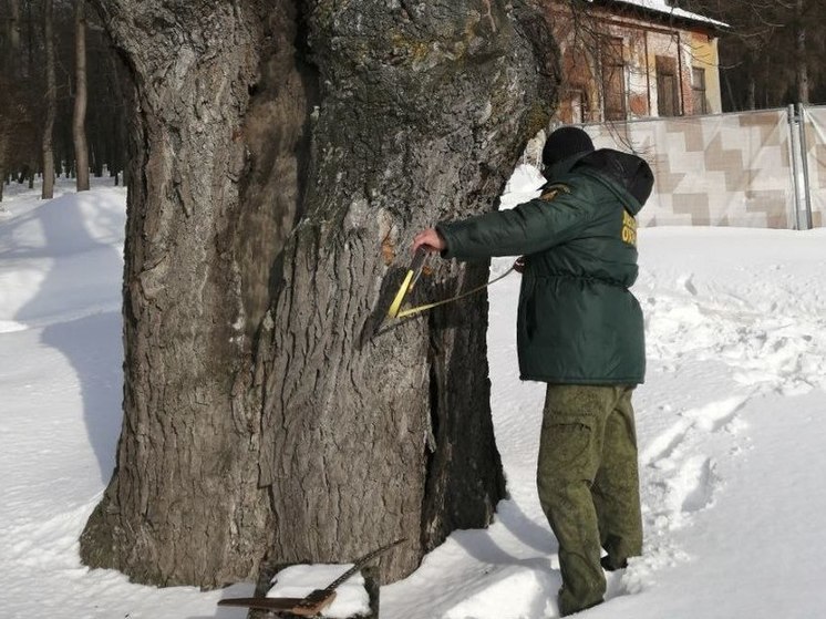 Уникальные деревья-долгожители растут в Подмосковье