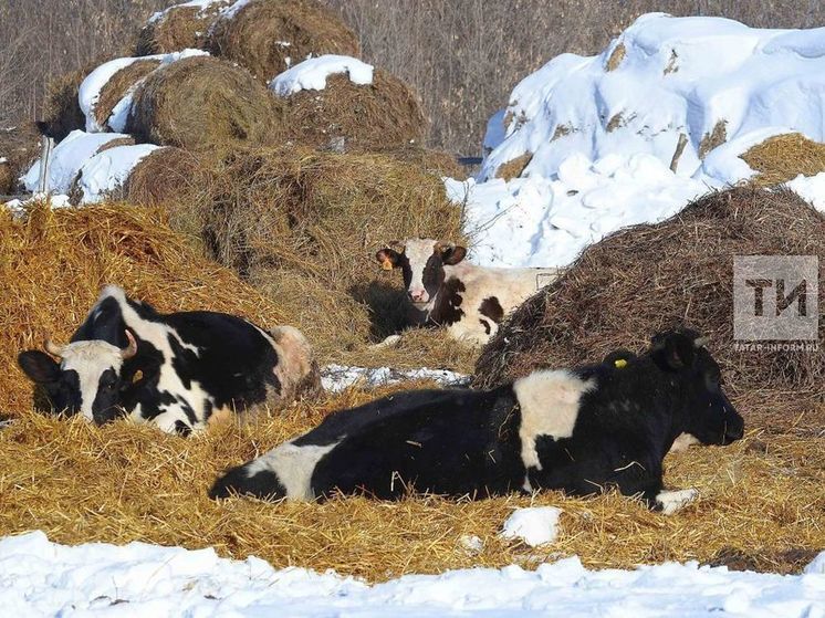 За прошедший год количество фермерских хозяйств в Татарстане уменьшилось на 148