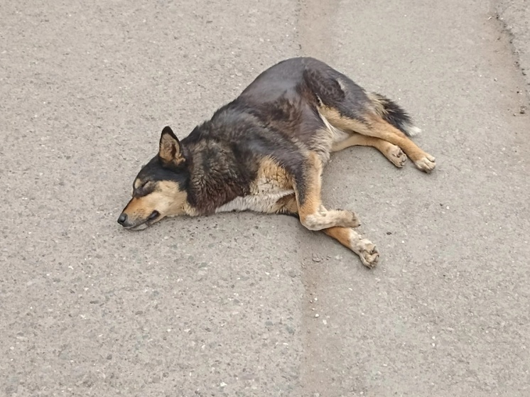 Пса с арбалетной стрелой из Алексанровского района удалось спасти