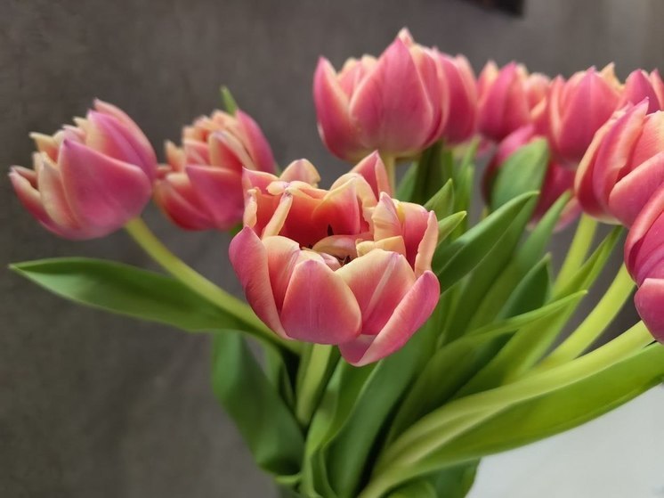 Героини нашего времени: хабаровское отделение партии «СПРАВЕДЛИВАЯ РОССИЯ – За Правду» поздравляет девушек с 8 Марта