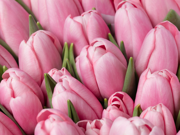 Накануне 8 Марта по Тамбову с песнями и цветами проедет «Весенний экспресс»