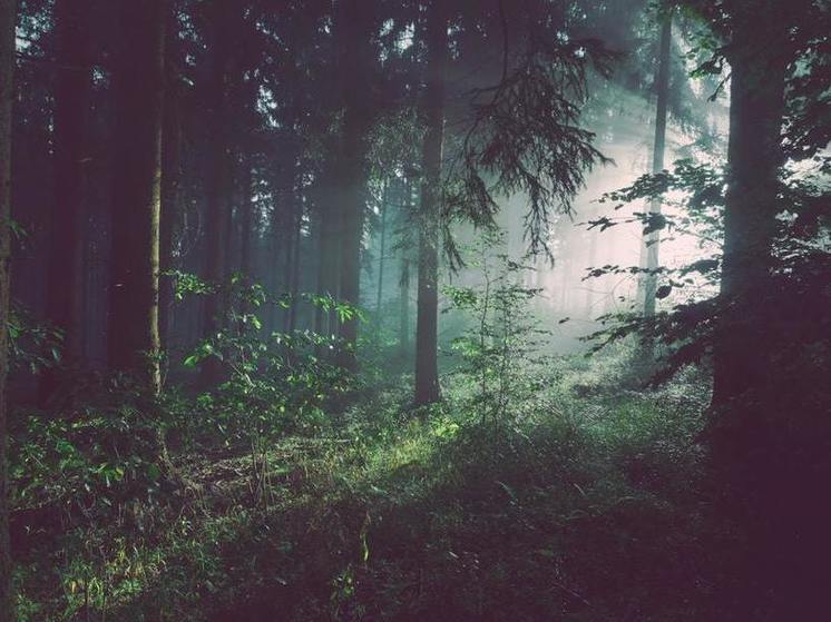 Рослесхоз огласил итоги лесопатологического мониторинга в лесах у Байкала