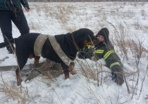 В Шипуновском районе Алтайского края в водопроводный колодец провалился пес породы ротвейлер. ЧП произошло в строящемся микрорайоне. 