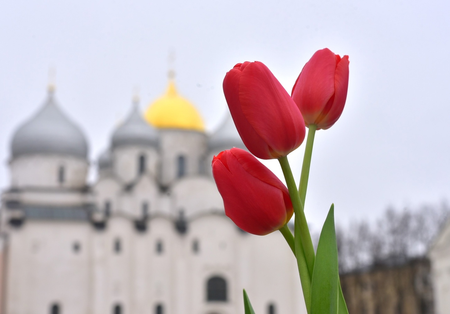 Еще один весенний праздник: новгородцы отмечают День тюльпанов