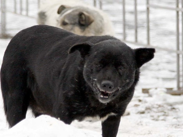 В Волоколамске мужчина стрелял в соседей из-за агрессивной собаки