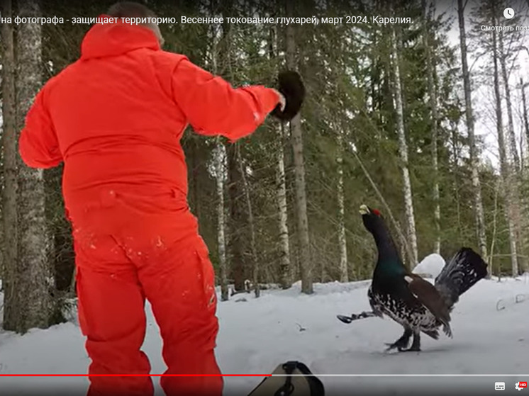 Фотографу в Карелии пришлось драться с глухарем за снегоступы