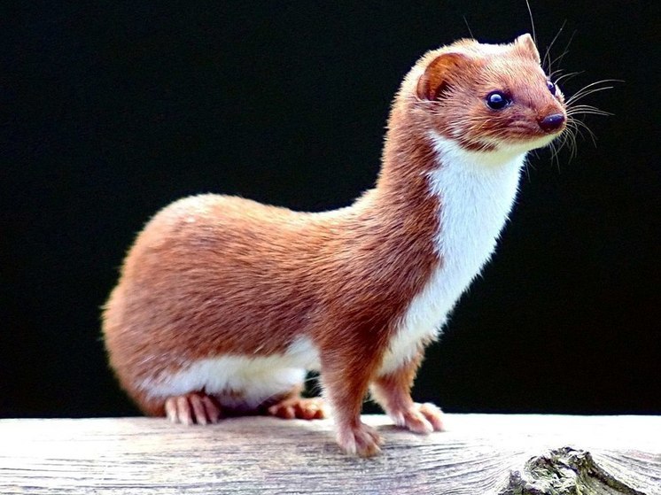 В Подмосковье заметили редкого хищника на дереве