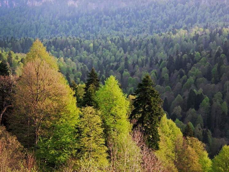 Минприроды прокомментировало вырубку деревьев под Краснодаром