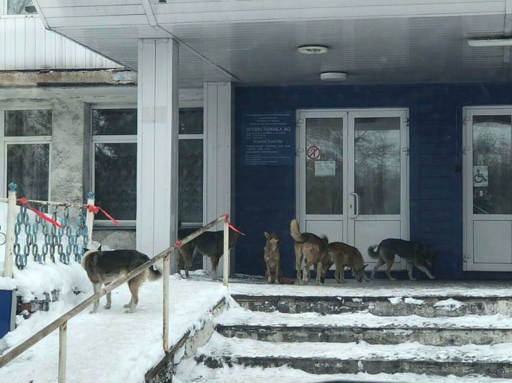 Стая собак обосновалась у входа в поликлинику в Киселевске