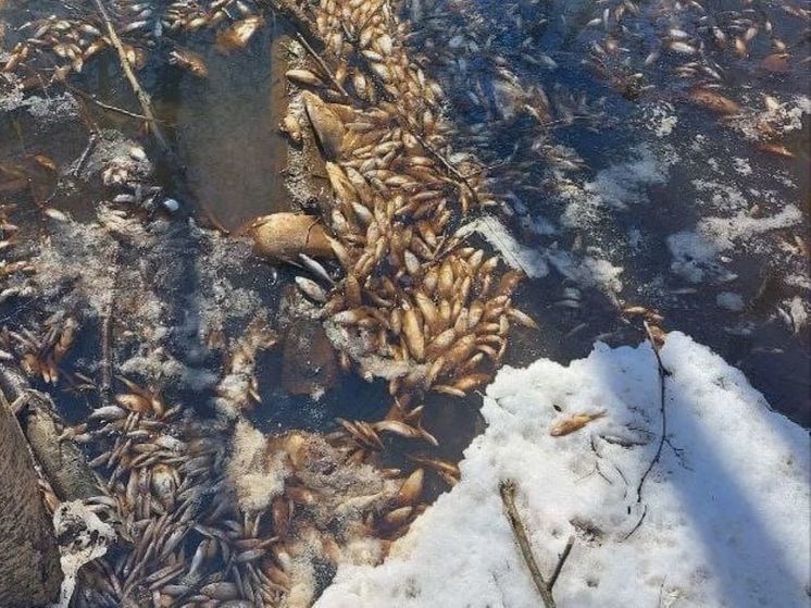 Массовый мор рыбы зафиксировали экологи на озере в Богородском