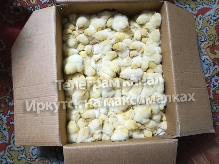  В поселке Молодежном Иркутского района на помойку выбросили три коробки с замерзавшими цыплятами