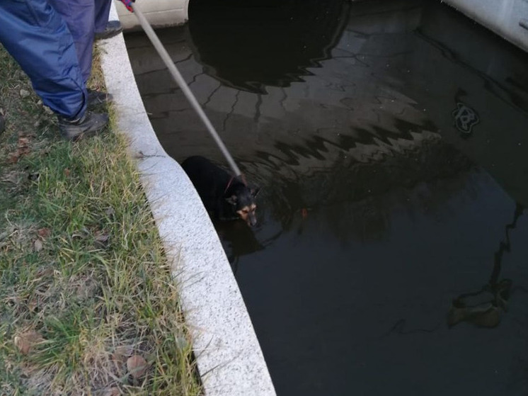 Упавшую в фонтан собаку спасли на Верхнем озере в Калининграде