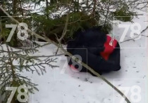 По данным канала 78, вечером 7 марта в полицию обратился мужчина, обнаруживший подозрительную сумку у воинского захоронения в посёлке Симагино в Выборгском районе Ленинградской области