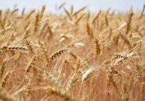 Алтайское зерно экспортируется в более чем 50 стран мира, сообщает региональное управление Россельхознадзора.
