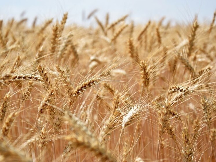 Надзорный орган рассказал, в какие страны уходит алтайское зерно