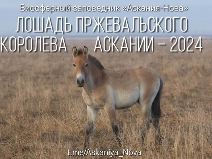 В заповеднике на Херсонщине выбрали свою королеву