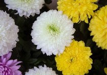Промышленное выращивание хризантем планируется наладить в Барнауле к 2026 году. Пока что цветы завозят на Алтай, в основном, из Голландии и Казахстана.