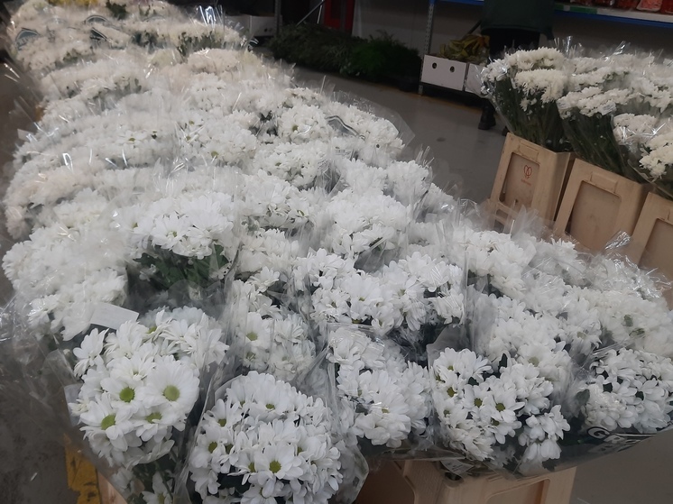 Хризантемы планируют выращивать на Алтае новосибирские бизнесмены