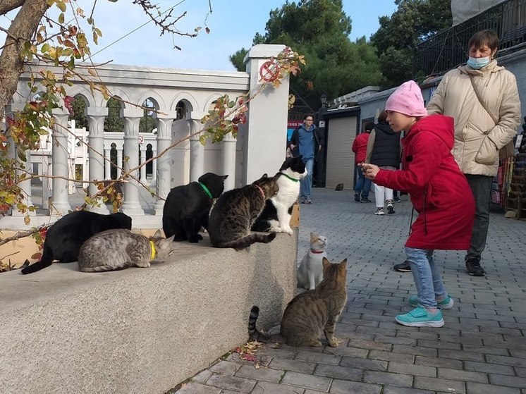 Какие города и поселки Крыма можно назвать кошачьими