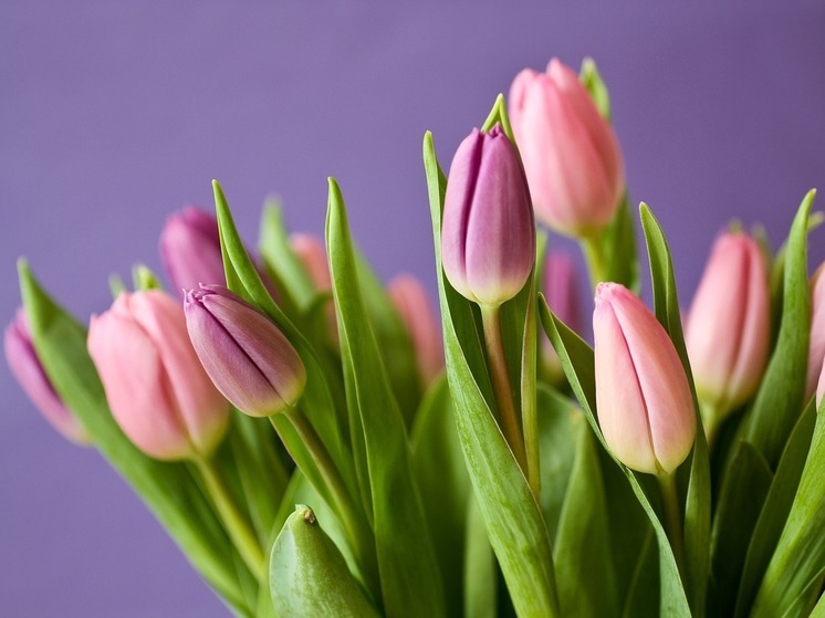 К 8 марта в Северо-Курильск доставили 1,5 тысячи камчатских цветов