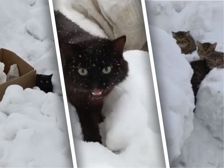 Два мешка с котами нашли волонтеры в поле под Новосибирском
