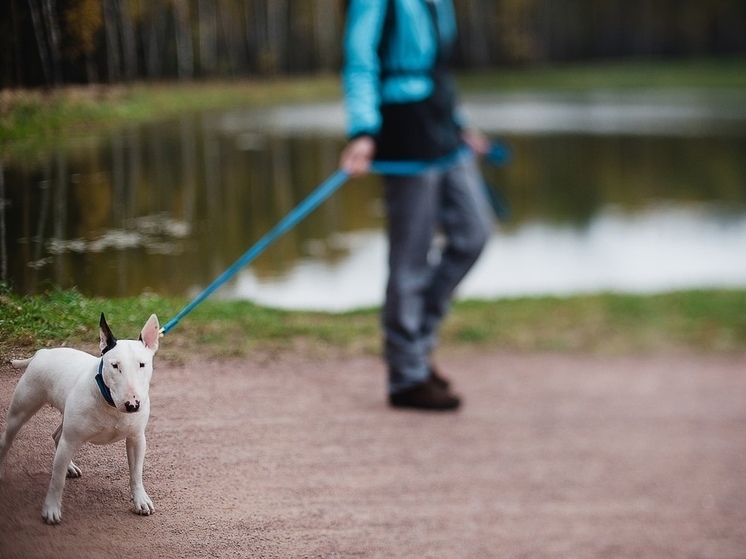 Жители Ярославля хотят изгнать собаковладельцев из городских парков