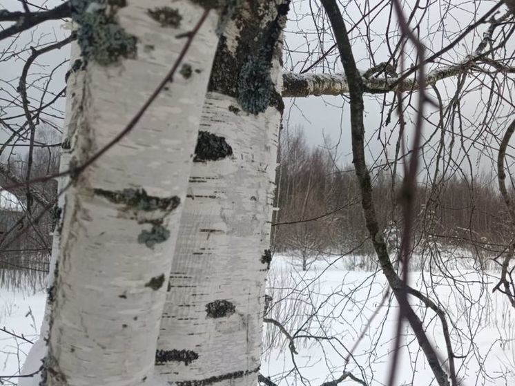 Жители Богородского округа заподозрили незаконную вырубку