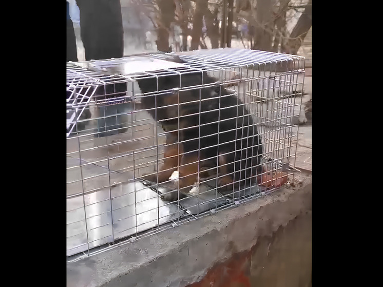 Читинцы с помощью котоловки спасли маленького щенка из люка
