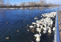 Жители Алтайского края еще могут успеть посмотреть лебедей в заказнике на озере Светлом в Совестком районе, но скоро птицы улетят. 